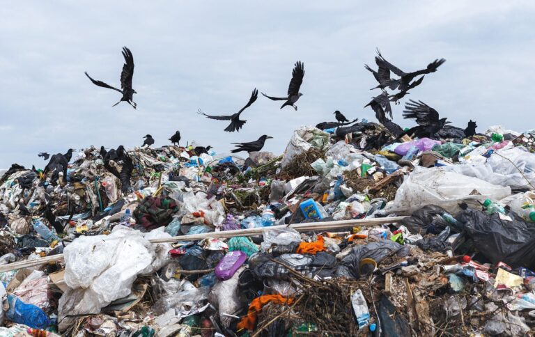 Російські регіони потопають у смітті: чому виник колапс