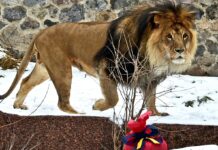 У Хмельницькому з центру для диких тварин втекли два леви: що відомо