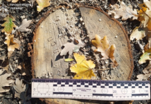 Понад 1 млн грн збитків довкіллю: прокуратура Дніпропетровщини вимагає відшкодування