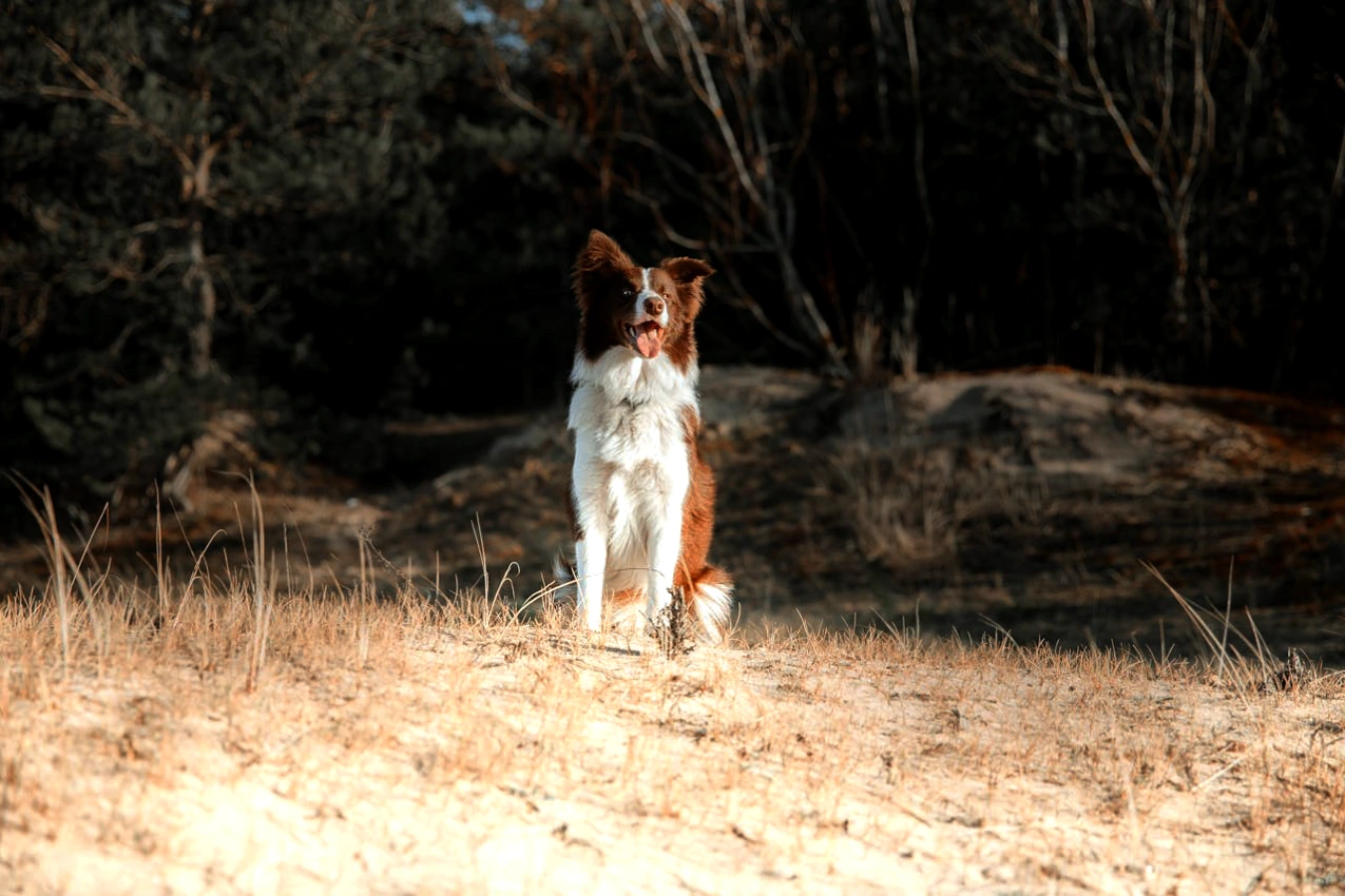 Осінні прогулянки: як захистити собаку від отруйних грибів