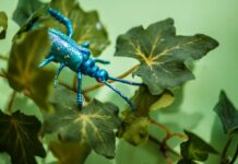 “Прибульці” у світі фауни: які комахи з’явилися в Україні та чому це може бути небезпечно