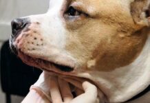 Які породи собак мають найвираженіший запах: пояснення ветеринарів