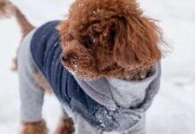 Кому потрібен светр: 5 порід собак, які найбільше мерзнуть узимку навіть у квартирі