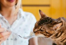 Ветеринари попереджають: чому котам категорично не можна давати ковбасні вироби