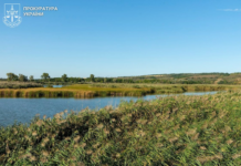 6,9 млн грн збитків: на Дніпропетровщині судитимуть колишнього посадовця лісгоспу за незаконну вирубку дерев