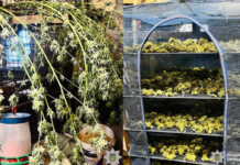 Зберігала вдома майже 2 кг коноплі: на Нікопольщині судитимуть 31-річну жінку