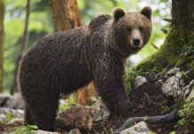 У Японії різко почастішали напади ведмедів на людей: що робить влада