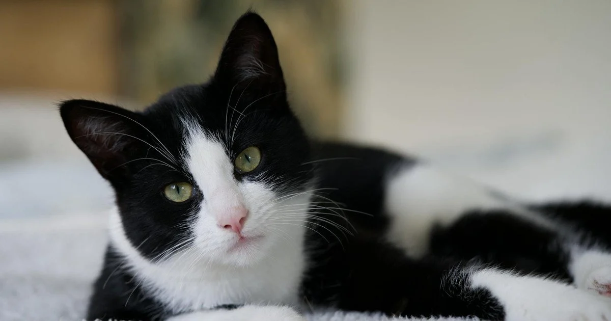 Звідки взялися європейські домашні коти – ДНК-аналіз розкрив таємницю