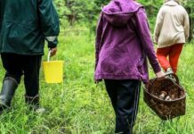 Останні трофеї року: як і де досвідчені грибники збирають гриби в листопаді