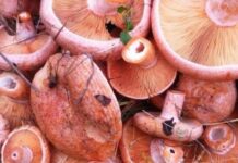 Смак осені у кожному капелюшку: де шукати найсмачніші рижики цього сезону