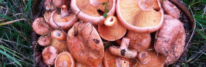 image-1_690a5fbe7fcc2