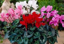 Ця квітка зробить сад яскравішим узимку: названо рослину, що цвіте навіть у холод