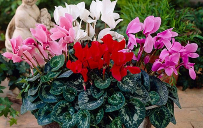 image_1d8478b73fc5439de3f46bdfa4b5645c_1300x820