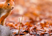 Прогноз погоди у Кам’янському на 1 листопада: мінлива хмарність і без опадів