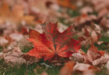 Погода в Кам’янському 5 листопада: похмуро, але без дощу