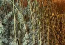 Облаштував підпільну “нарколабораторію” прямо вдома: у Кам’янському районі затримали 26-річного ділка