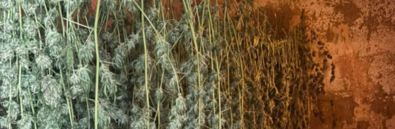 Облаштував підпільну “нарколабораторію” прямо вдома: у Кам’янському районі затримали 26-річного ділка