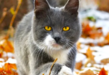 Синоптики розповіли, коли в Україну прийде справжнє похолодання