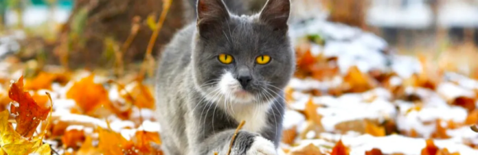 izobrazenie2025-11-05140257152_690b3cf6a45db