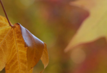 Похмурий четвер без дощу: прогноз погоди в Кам’янському на 13 листопада