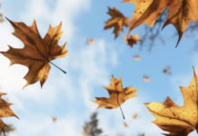 Не забудьте парасольки: прогноз погоди в Кам’янському на 20 листопада