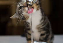 У Кам’янському 200 будинків залишилися без води через аварію