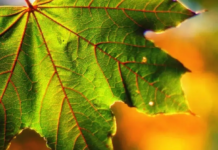 Осіння стабільність: якою буде погода в Кам’янському 28 листопада