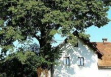 Не до добра: які дерева категорично не можна садити біля будинку