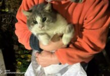 Дніпровський район: рятувальники допомогли визволити кота з дев’ятиметрового колодязя