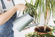 Як визначати вологість ґрунту в горщику, щоб не “заливати” рослини