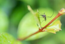 Не лише малярія: чи багато в Україні небезпечних комарів і що вони можуть переносити