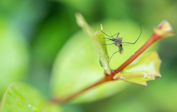 _na_listochku_na_gilochtsi_zelen_krup_plan_gettyimages_1525470054_f0c33100430cd31d1e798e081e4f4649_1300x820
