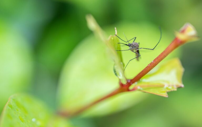 Не лише малярія: чи багато в Україні небезпечних комарів і що вони можуть переносити