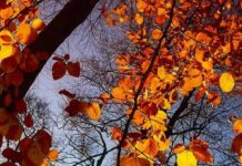 Похмурий, але спокійний день: прогноз погоди в Кам’янському на 12 листопада