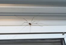 Як позбутися павуків узимку: дешевий спосіб, який реально працює