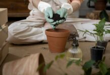 Підживлення кімнатних рослин перед зимою: що працює, а що шкодить