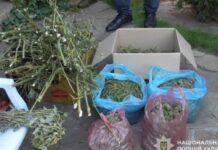 Вирощував та зберігав наркотики: слідчі Дніпропетровщини направили до суду обвинувальний акт щодо підозрюваного