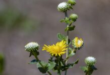 В Україні стрімко поширюється яскрава рослина з “чорного списку”: чим вона небезпечна