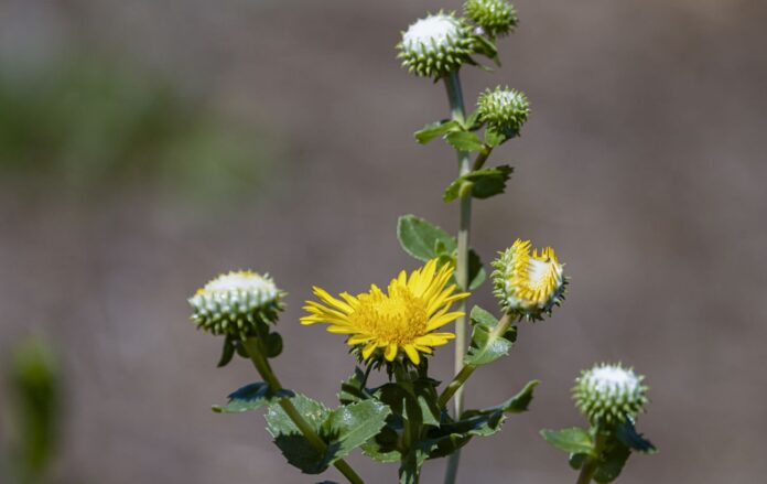 _zhovta_grindeliya_rozchepirena_gettyimages_2159997630_a7cc6c1beebaa88d33e2c614e256fcd7_1300x820