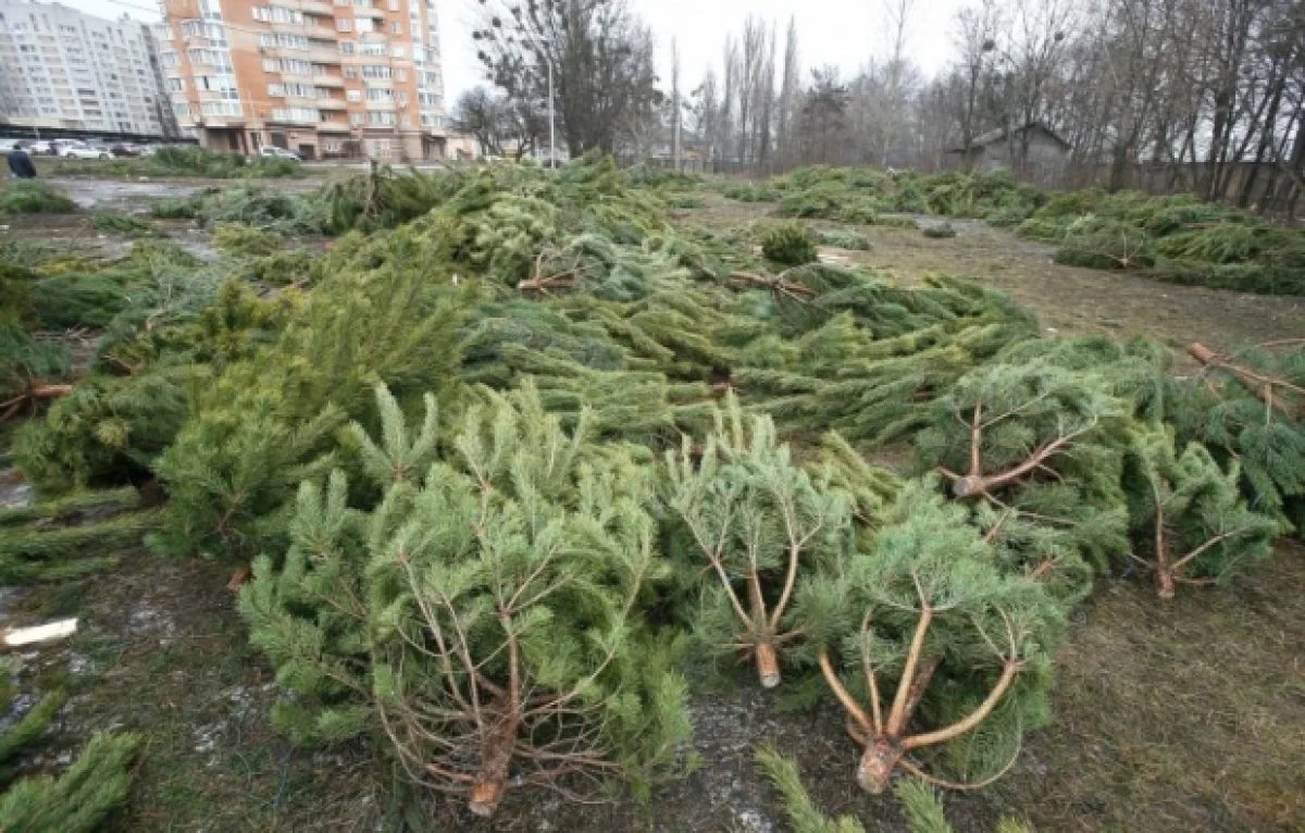 Незаконна вирубка ялинок: який штраф загрожує українцям за порушення закону