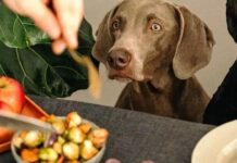 Їжа зі столу: чому святкові ласощі стають ризиком для домашніх улюбленців