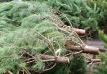 Антирекорд десятиліття: в Україні зафіксували різке зниження продажу ялинок