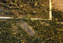 У Кам’янському судитимуть чоловіка за зберігання понад 8 кг наркотиків