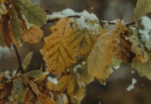 Хмари й висока вологість: прогноз погоди в Кам’янському на 10 грудня