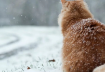 Холод підкрадеться зненацька: де вже цими вихідними сніжитиме