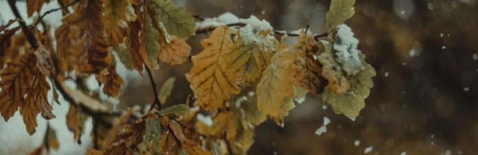 izobrazenie2025-12-19002614264_69447f87a7de5