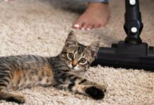 Пожвавлення килима: швидкий спосіб підняти “прибитий” ворс і повернути йому об’єм