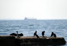 Українських моряків звільнено з піратського полону у Сенегалі