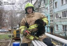 Надзвичайники Запоріжжя врятували котика, який заліз на високе дерево
