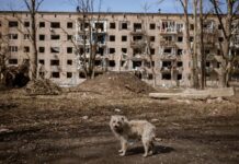 Голодні собаки нападають на українців на окупованих територіях, – ЦНС